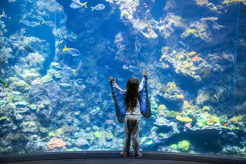california-academy-of-sciences-san-francisco-ca-aquarium-coral-reef.jpg