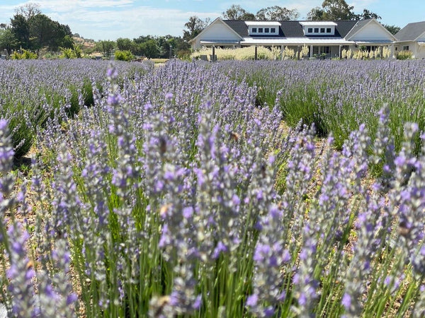 capay-valley-farm-tour-lavendar-jpeg
