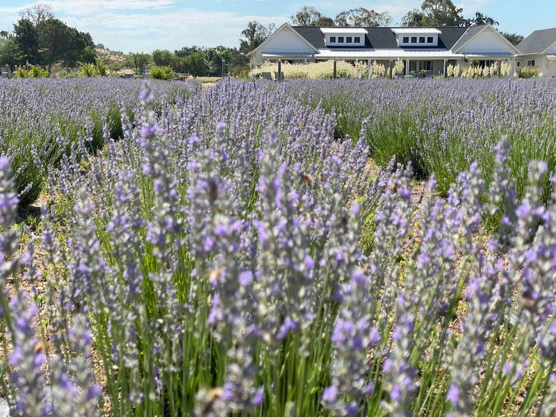 capay-valley-farm-tour-lavendar-jpeg