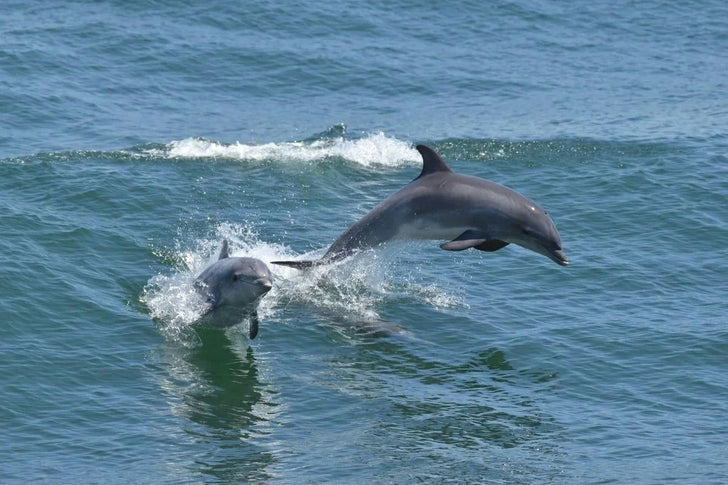 2 Hour Bottlenose Dolphin and Bird Watching Cruise in Cape May