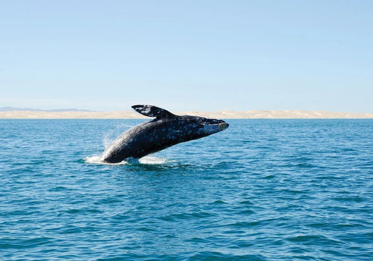 San Diego