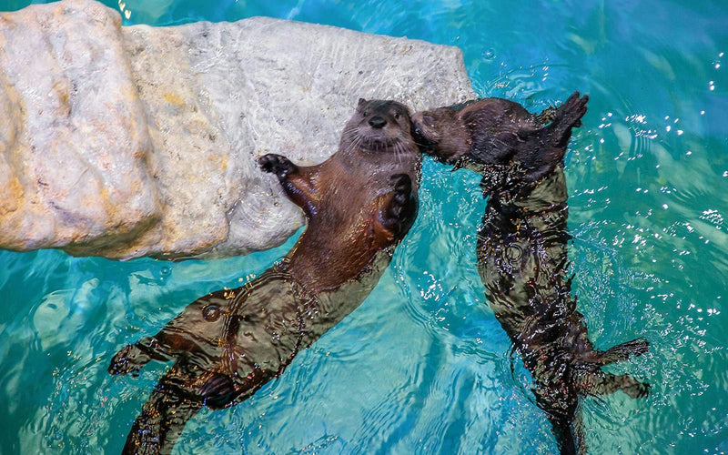 clearwater-marine-aquarium-tickets-01.jpg