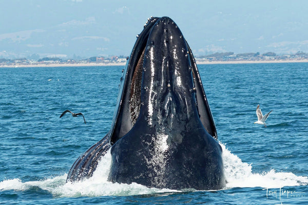 close-up-whale-jpeg