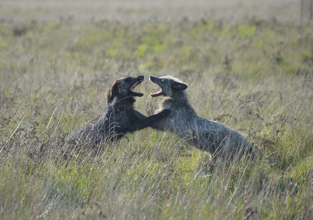 cyotes-fighting-jpeg
