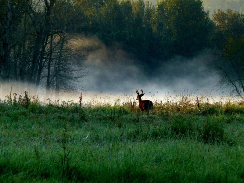 deer-in-distance