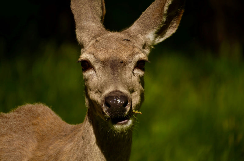 deer-in-yosemite-valley-jpg