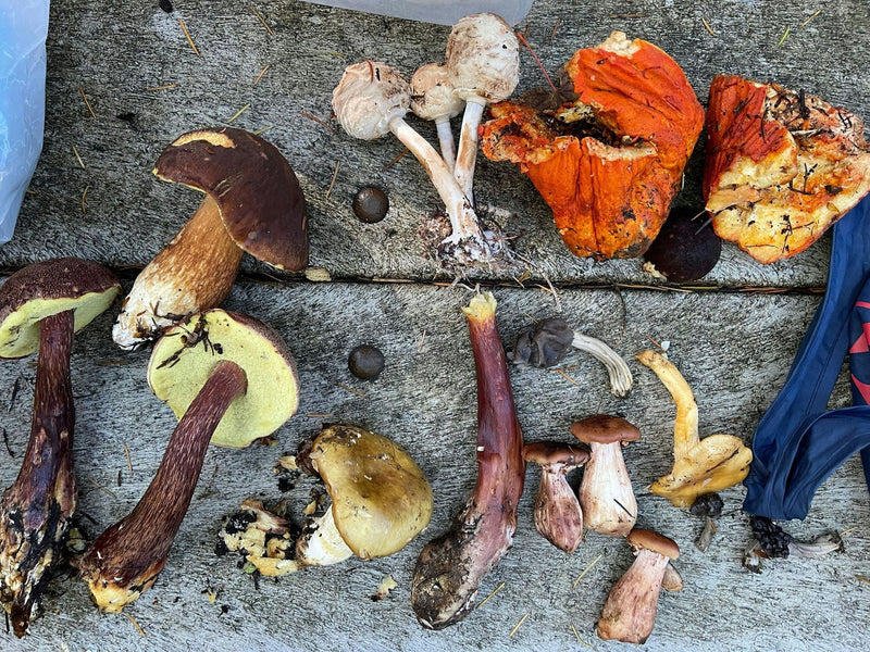 different-types-of-mushrooms