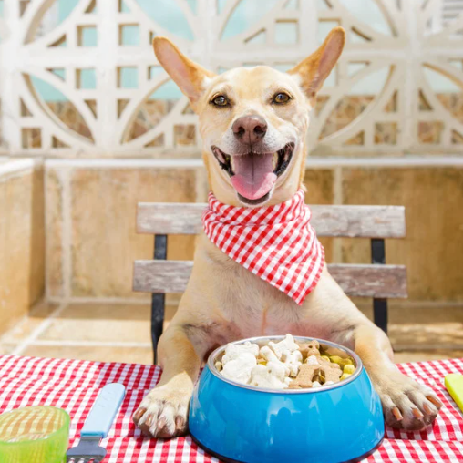 Dog eating from bowl at table.png