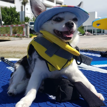 dog-in-life-jacket