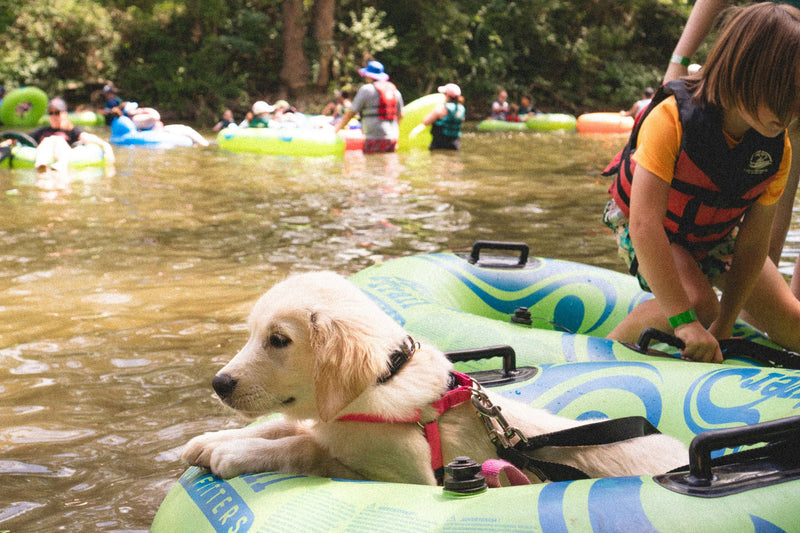 dog-on-tube