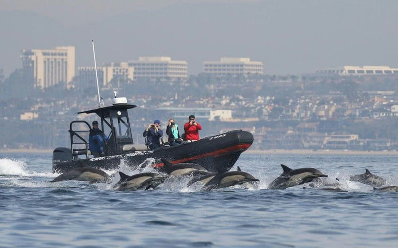 Dolphin and Whale.jpg
