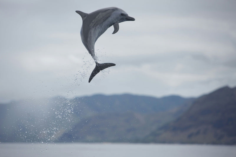 dolphin-excursion-dolphin-jumping-jpeg