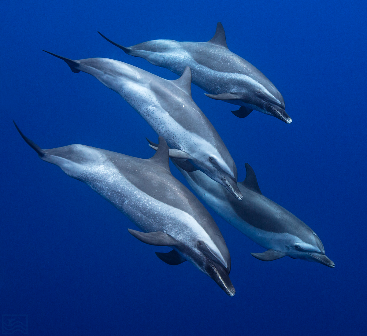 dolphin-excursion-family-of-dolphine-png