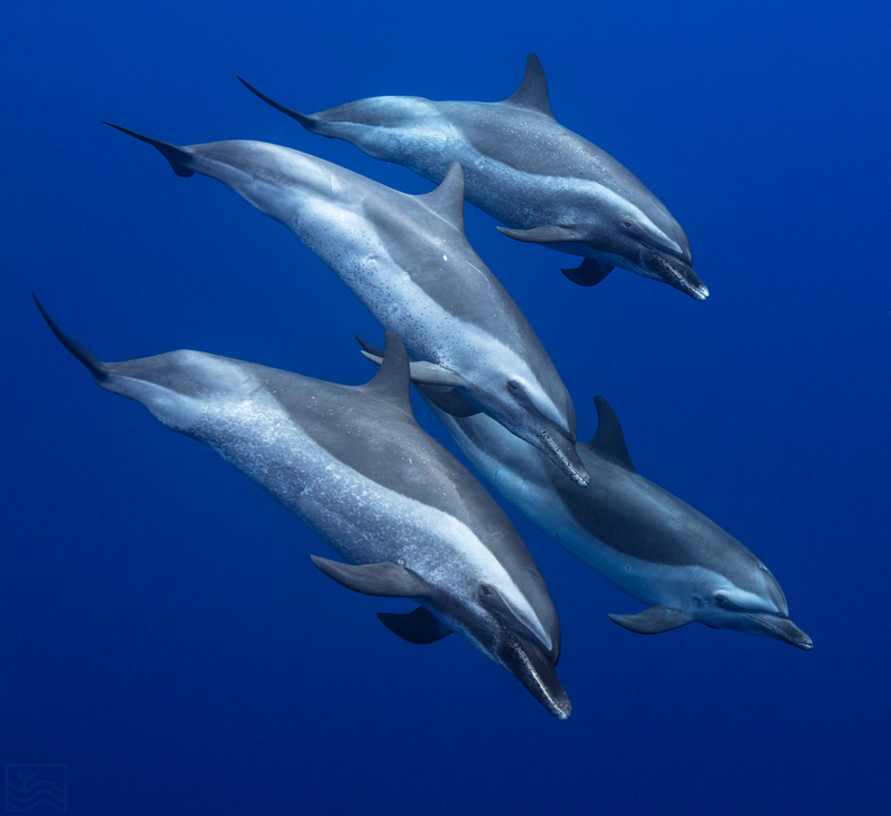 dolphin-excursion-family-of-dolphine-png