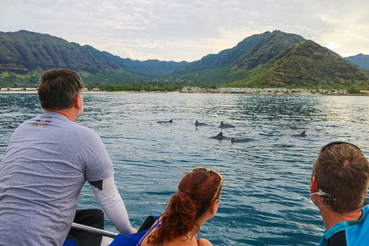Dolphin Tour in Oahu