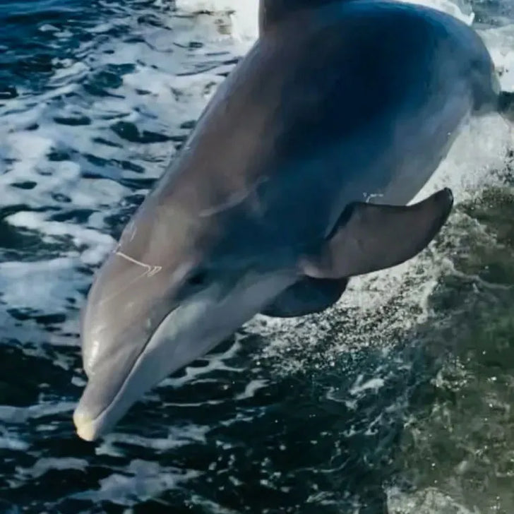 Two Hour Snorkel, Sandbar & Dolphin Tour
