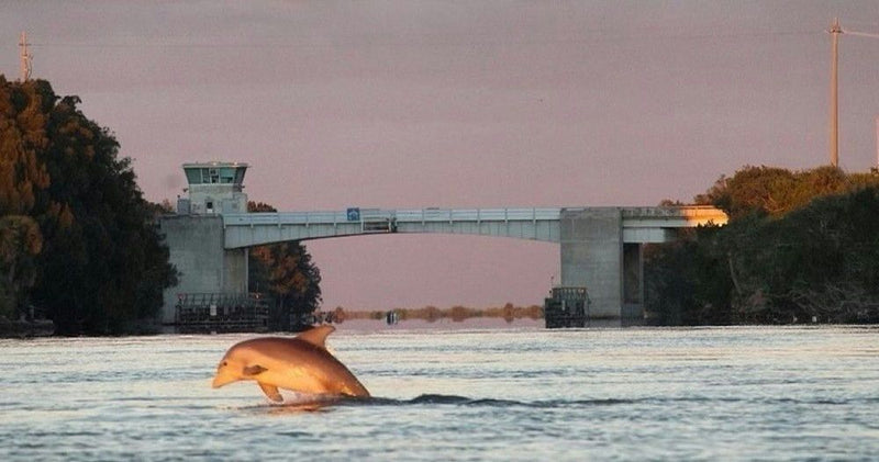 dolphin-jumping-jpeg