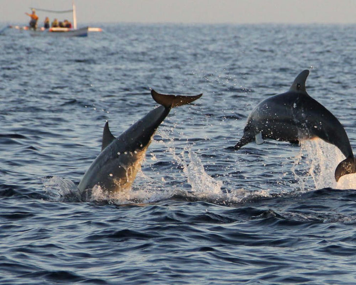 Dolphin & Manatee Boat Tour  in Naples