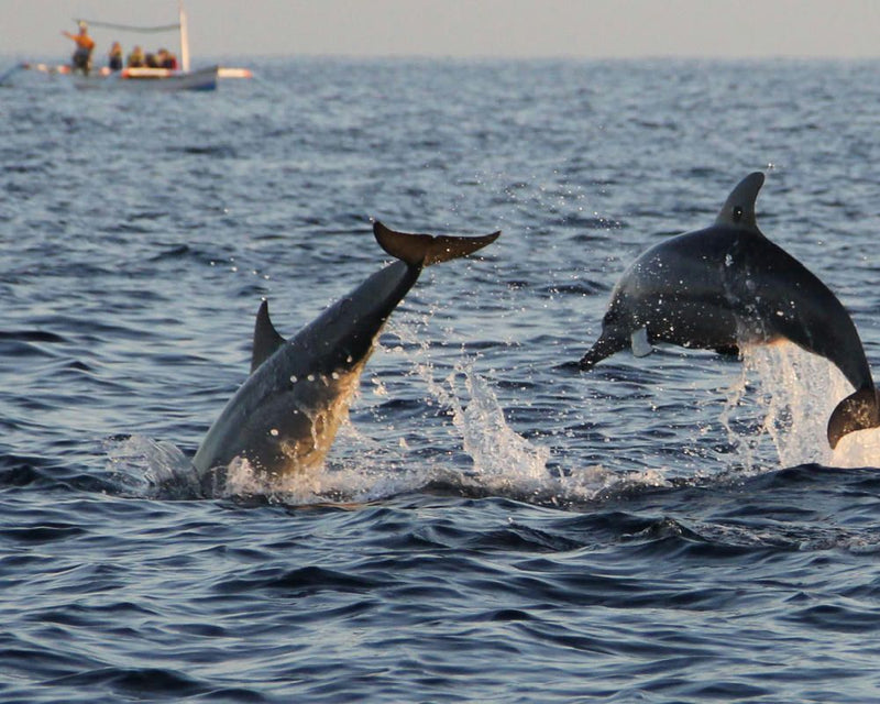 dolphin-sighting-jpg