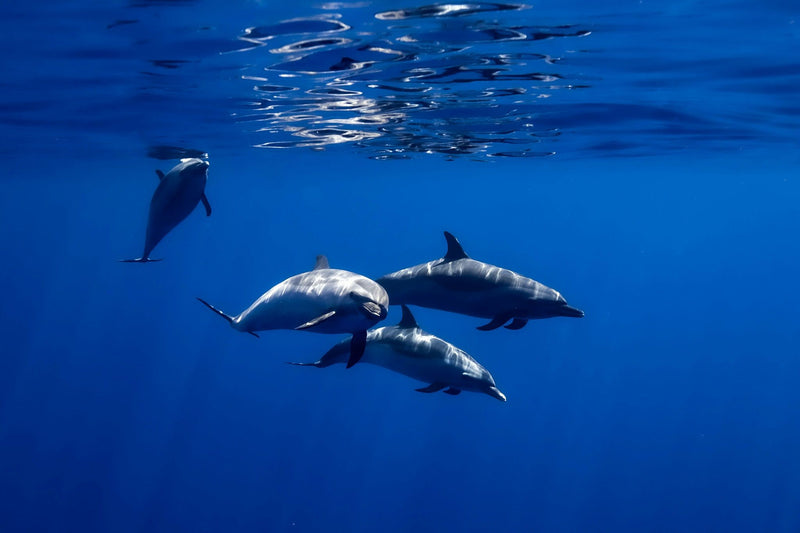 dolphin-swim-reef-snorkel-with-ocean-activities-dolphins-swimming-jpeg