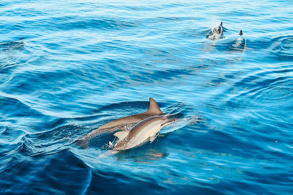 Dolphin Watch & Reef Snorkeling Excursion snorkeling in water.jpeg