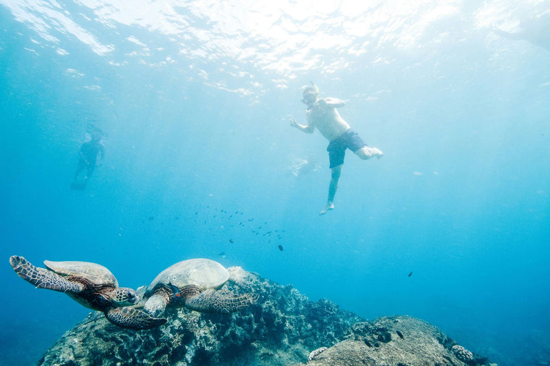 Dolphin Watch & Reef Snorkeling Excursion snorkeling in water.jpeg