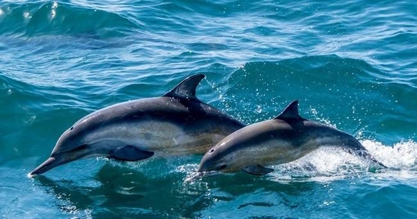 dolphins-jumping-png