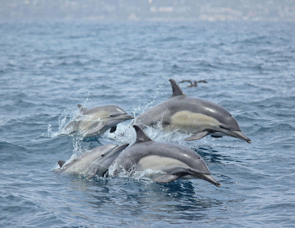 dolphins-jumping-in-water-jpeg