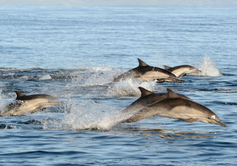 dolphins-jumping-out-of-water