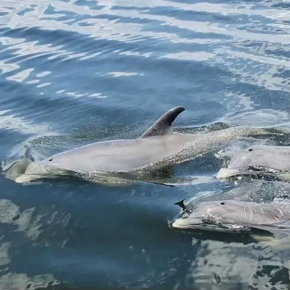 Anna Maria Island Sealife & Dolphin Eco Tour