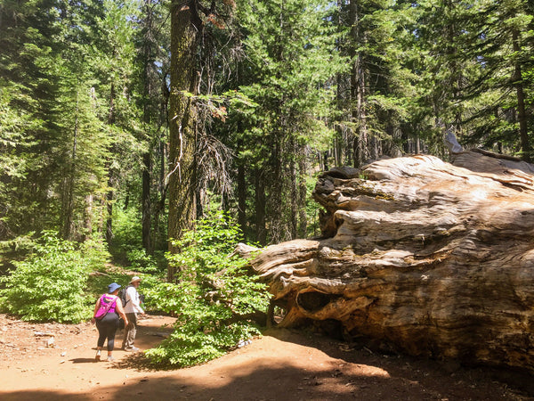 Tunnel tree Tuolumne Grove (1).JPG