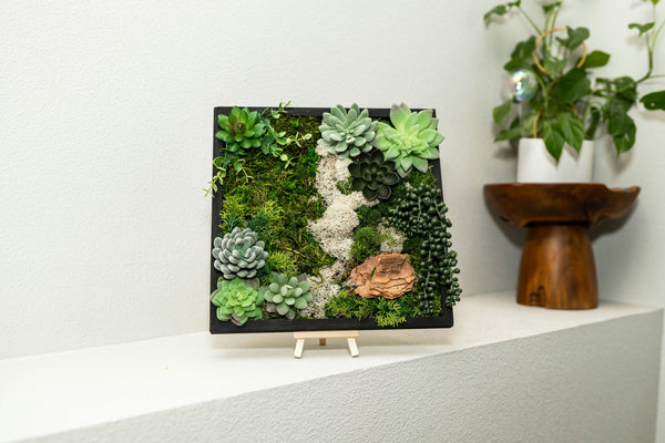 indoor wall succulents Moss Wall Kit