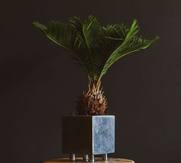couple with planters