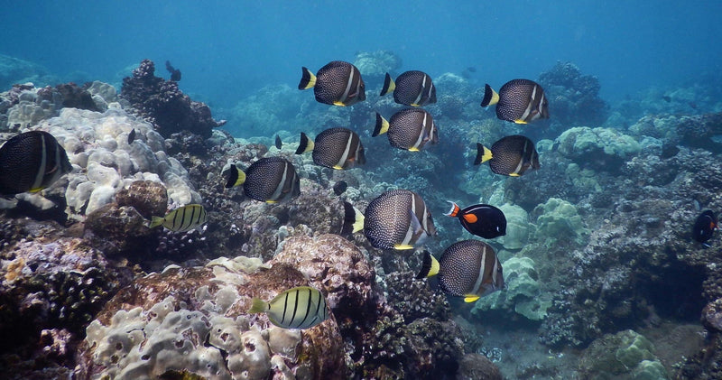 fish-jpg