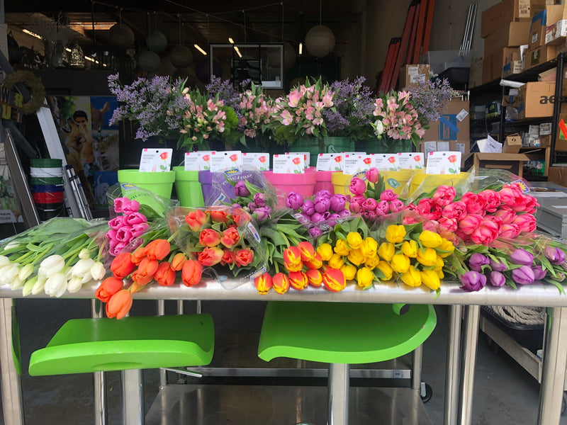 flowerduet_tulips-jpg