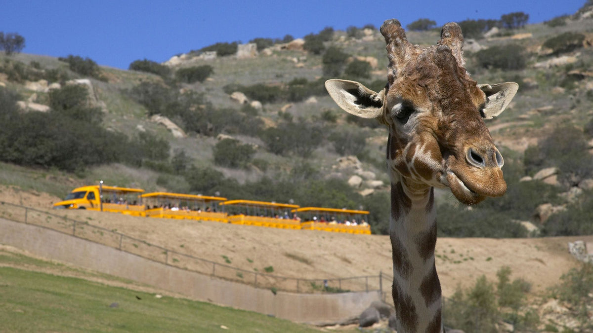 giraffe