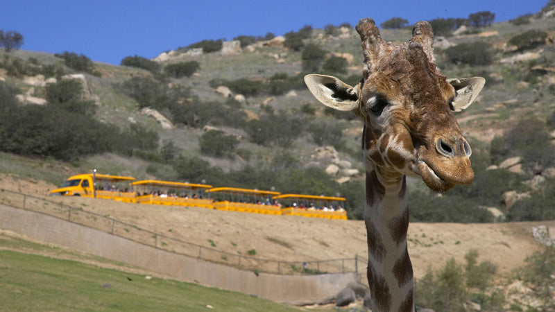 giraffe