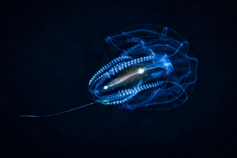 glowing-jellyfish-jpeg