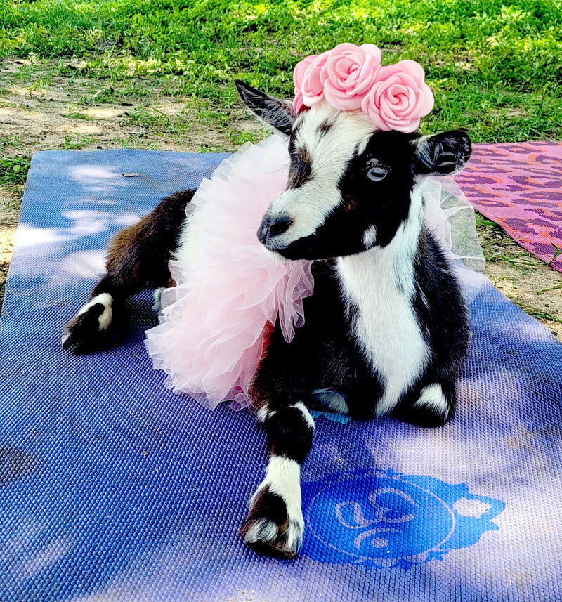 goat-on-yoga-met-jpeg