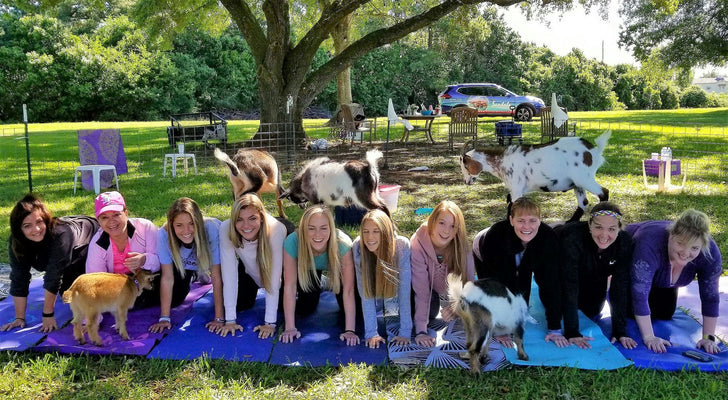 Goat Yoga and Mimosas!