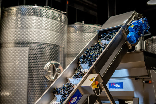 grapes-on-conveyor