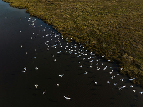 group of birds flying.jpeg