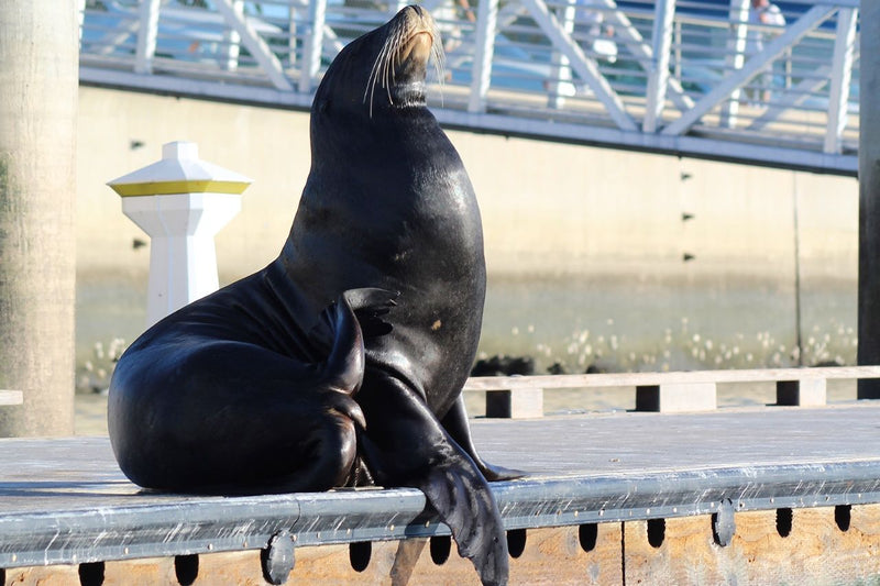 happy-sea-lion