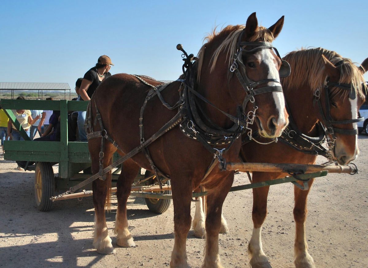 Hay Wagon Ride | Chandler | Arizona | Giftory