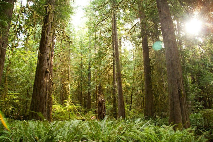 Full Day Olympic National Park Tour from Seattle