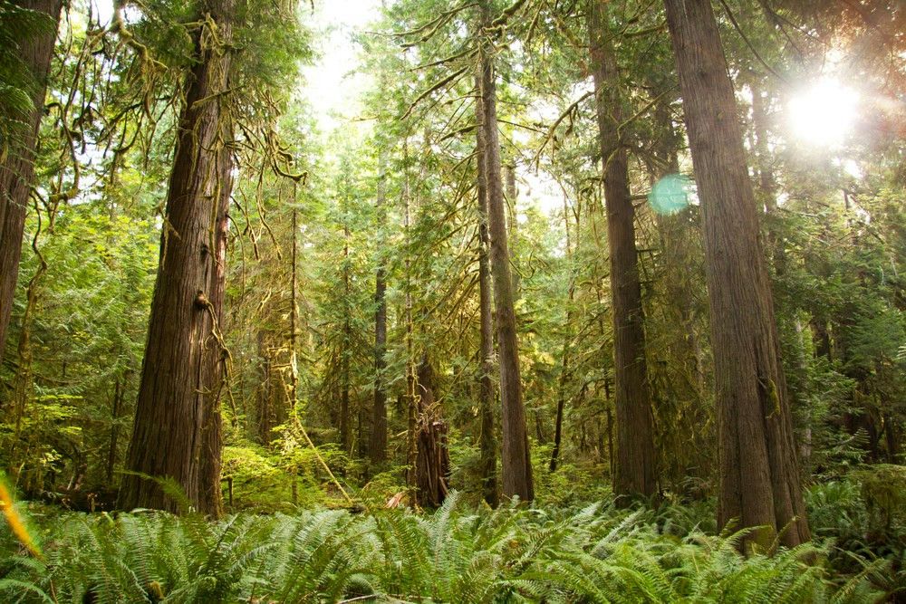 hoh-rainforest-jpg