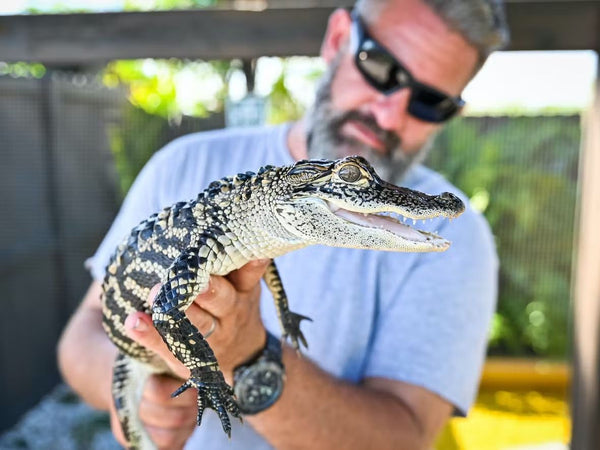 public day tour alligator.jpeg