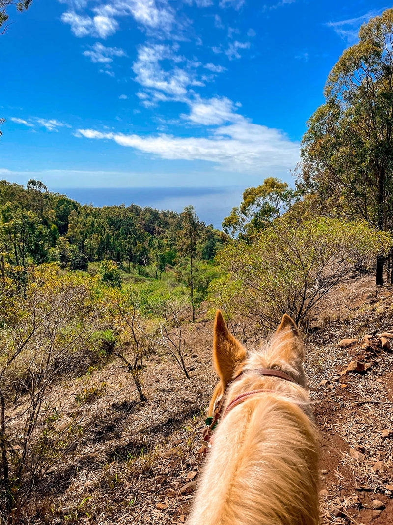 horse-jpg
