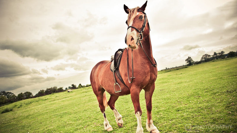 horse-photography-jpg