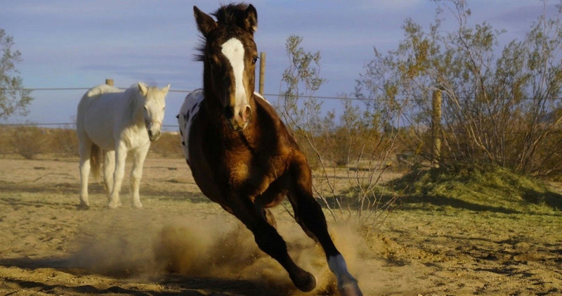 horse-running-fast